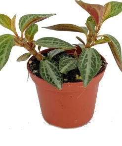 Peperomia Trinervis Live Plant - 2.5 inch Pot - Easy Care Indoor Houseplant - Image 1