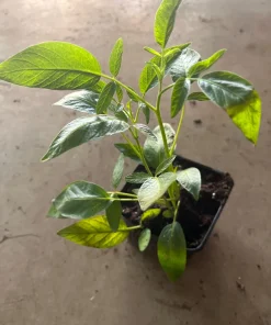 Pepino Melon Live Plant – Exotic Fruit – 4 inch Pot – Sweet Cucumber - Image 2