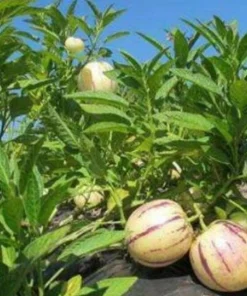 Pepino Melon Live Plant – Exotic Fruit – 4 inch Pot – Sweet Cucumber - Image 3