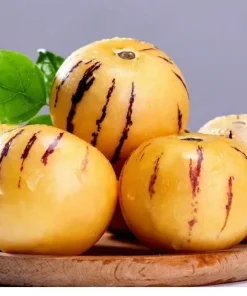 Pepino Melon Live Plant – Exotic Fruit – 4 inch Pot – Sweet Cucumber - Image 5