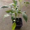 Pepino Melon Live Plant – Exotic Fruit – 4 inch Pot – Sweet Cucumber - Image 1