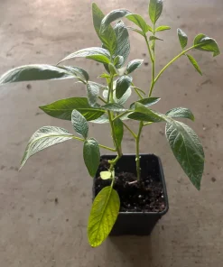 Pepino Melon Live Plant – Exotic Fruit – 4 inch Pot – Sweet Cucumber - Image 1