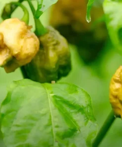 Pepper X Seeds - Extremely Spicy Chili Pepper Seeds - 25+ Seeds - Indoor/Outdoor - Image 2