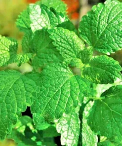 Peppermint Herb Seeds - Heirloom Non-GMO Mentha Seeds for Indoor & Outdoor - Image 2