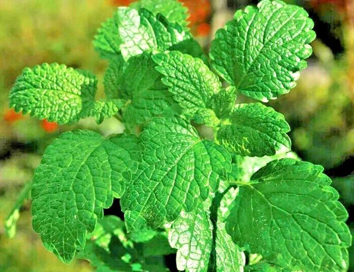 Peppermint Herb Seeds - Heirloom Non-GMO Mentha Seeds for Indoor & Outdoor - Image 2