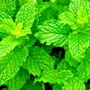 Peppermint Herb Seeds - Heirloom Non-GMO Mentha Seeds for Indoor & Outdoor - Image 1