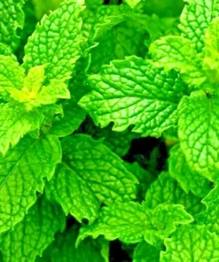 Peppermint Herb Seeds - Heirloom Non-GMO Mentha Seeds for Indoor & Outdoor - Image 1