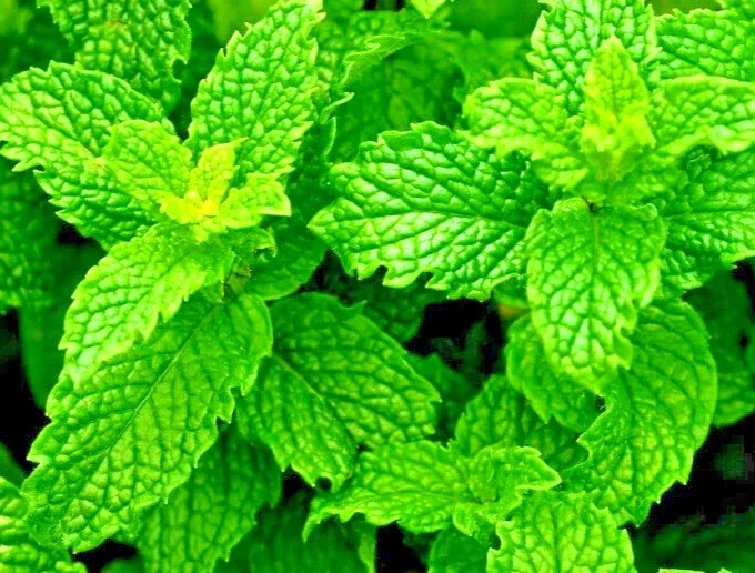 Peppermint Herb Seeds - Heirloom Non-GMO Mentha Seeds for Indoor & Outdoor - Image 1