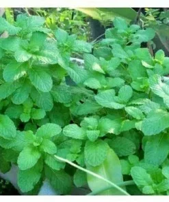 Peppermint Live Plant – Edible Aromatic Herb – Easy Care Indoor/Outdoor - Image 2