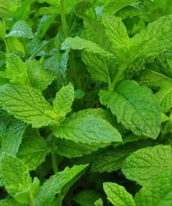 Peppermint Live Plant – Edible Aromatic Herb – Easy Care Indoor/Outdoor - Image 4