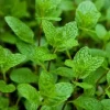 Peppermint Live Plant – Edible Aromatic Herb – Easy Care Indoor/Outdoor - Image 1