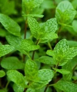 Peppermint Live Plant – Edible Aromatic Herb – Easy Care Indoor/Outdoor - Image 1