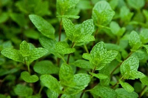 Peppermint Live Plant – Edible Aromatic Herb – Easy Care Indoor/Outdoor - Image 1