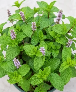 Peppermint Live Plant – Mentha Piperita Herb – Aromatic Mint Plant – 4-6 Inch Tall - Image 2