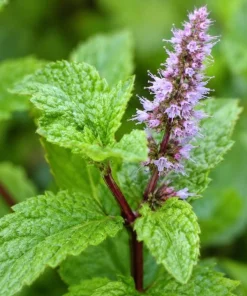 Peppermint Live Plant – Mentha Piperita Herb – Aromatic Mint Plant – 4-6 Inch Tall - Image 3