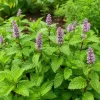 Peppermint Live Plant – Mentha Piperita Herb – Aromatic Mint Plant – 4-6 Inch Tall - Image 1