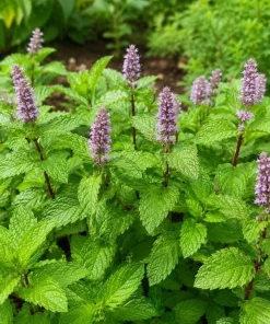 Peppermint Live Plant – Mentha Piperita Herb – Aromatic Mint Plant – 4-6 Inch Tall - Image 1