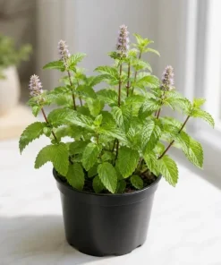 Peppermint Live Plant – Mentha Piperita Herb – Aromatic Mint Plant – 4-6 Inch Tall - Image 4