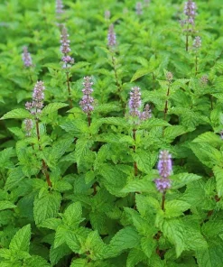 Peppermint Live Plant – Mentha Piperita Herb – Aromatic Mint Plant – 4-6 Inch Tall - Image 5
