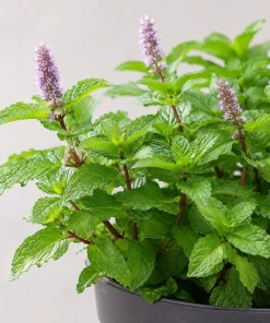 Peppermint Live Plant – Mentha Piperita Herb – Aromatic Mint Plant – 4-6 Inch Tall - Image 6