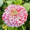 Peppermint Stick Zinnia Seeds - Flower Elegans - 50+ Seeds - Annual Outdoor - Image 1