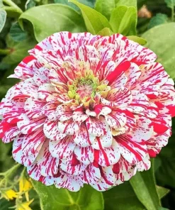 Peppermint Stick Zinnia Seeds - Flower Elegans - 50+ Seeds - Annual Outdoor - Image 1