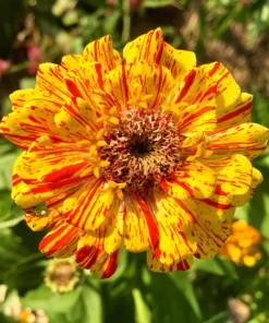 Peppermint Stick Zinnia Seeds - Mixed Colors, 150 Count, Annual Flower - Image 2