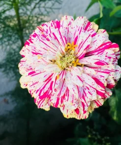 Peppermint Stick Zinnia Seeds - Mixed Colors, 150 Count, Annual Flower - Image 3