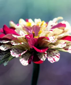 Peppermint Stick Zinnia Seeds - Mixed Colors, 150 Count, Annual Flower - Image 4