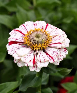 Peppermint Stick Zinnia Seeds - Mixed Colors, 150 Count, Annual Flower - Image 5