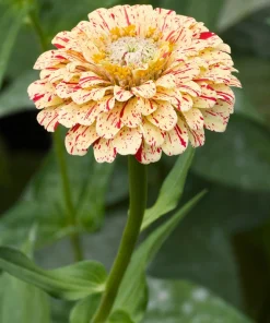 Peppermint Stick Zinnia Seeds - Mixed Colors, 150 Count, Annual Flower - Image 6