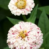 Peppermint Stick Zinnia Seeds - Mixed Colors, 150 Count, Annual Flower - Image 1
