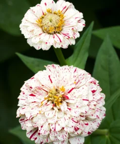 Peppermint Stick Zinnia Seeds - Mixed Colors, 150 Count, Annual Flower - Image 1