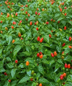 Pequin Chili Pepper Live Plants - 2 Pack, 3-5 Inches Tall Seedlings for Garden Beds - Image 2