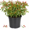 Pequin Chili Pepper Live Plants - 2 Pack, 3-5 Inches Tall Seedlings for Garden Beds - Image 1