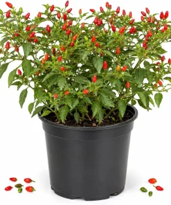 Pequin Chili Pepper Live Plants - 2 Pack, 3-5 Inches Tall Seedlings for Garden Beds - Image 1
