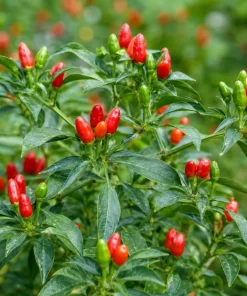 Pequin Chili Pepper Live Plants - 2 Pack, 3-5 Inches Tall Seedlings for Garden Beds - Image 3