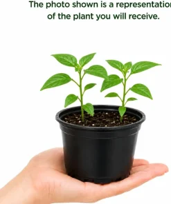 Pequin Chili Pepper Live Plants - 2 Pack, 3-5 Inches Tall Seedlings for Garden Beds - Image 4