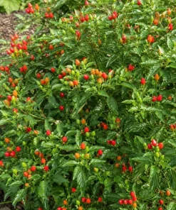 Pequin Chili Pepper Live Plants - 2 Pack, 3-5 Inches Tall Seedlings for Garden Beds - Image 8