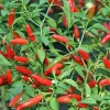 Pequin Chili Pepper Seeds - 50+ Count, Hot & Spicy, NON-GMO, USA Grown - Image 1