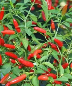 Pequin Chili Pepper Seeds - 50+ Count, Hot & Spicy, NON-GMO, USA Grown - Image 1