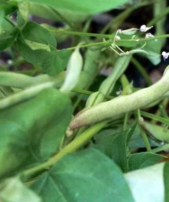 Peregion Bush Bean Seeds - Heirloom Semi-Climber Green Snap Beans - 25 Seeds - Image 2