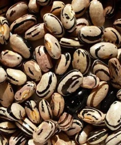 Peregion Bush Bean Seeds - Heirloom Semi-Climber Green Snap Beans - 25 Seeds - Image 1