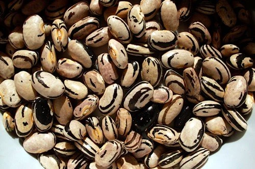 Peregion Bush Bean Seeds - Heirloom Semi-Climber Green Snap Beans - 25 Seeds - Image 1