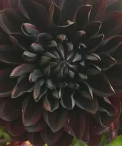 Perennial Dahlia Flower Seeds - 20 PCS - Mixed Colors - Easy to Grow Outdoor - Image 2