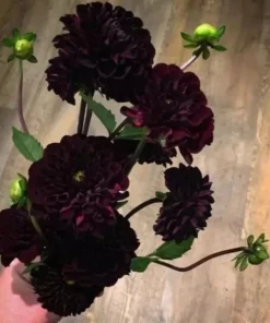 Perennial Dahlia Flower Seeds - 20 PCS - Mixed Colors - Easy to Grow Outdoor - Image 3
