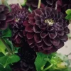 Perennial Dahlia Flower Seeds - 20 PCS - Mixed Colors - Easy to Grow Outdoor - Image 1