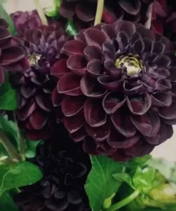 Perennial Dahlia Flower Seeds - 20 PCS - Mixed Colors - Easy to Grow Outdoor - Image 1