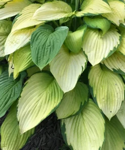 Perennial Hosta Bare Root Plants - Mixed 4 Varieties, 3-Year Old Roots, Outdoor Shade - Image 2