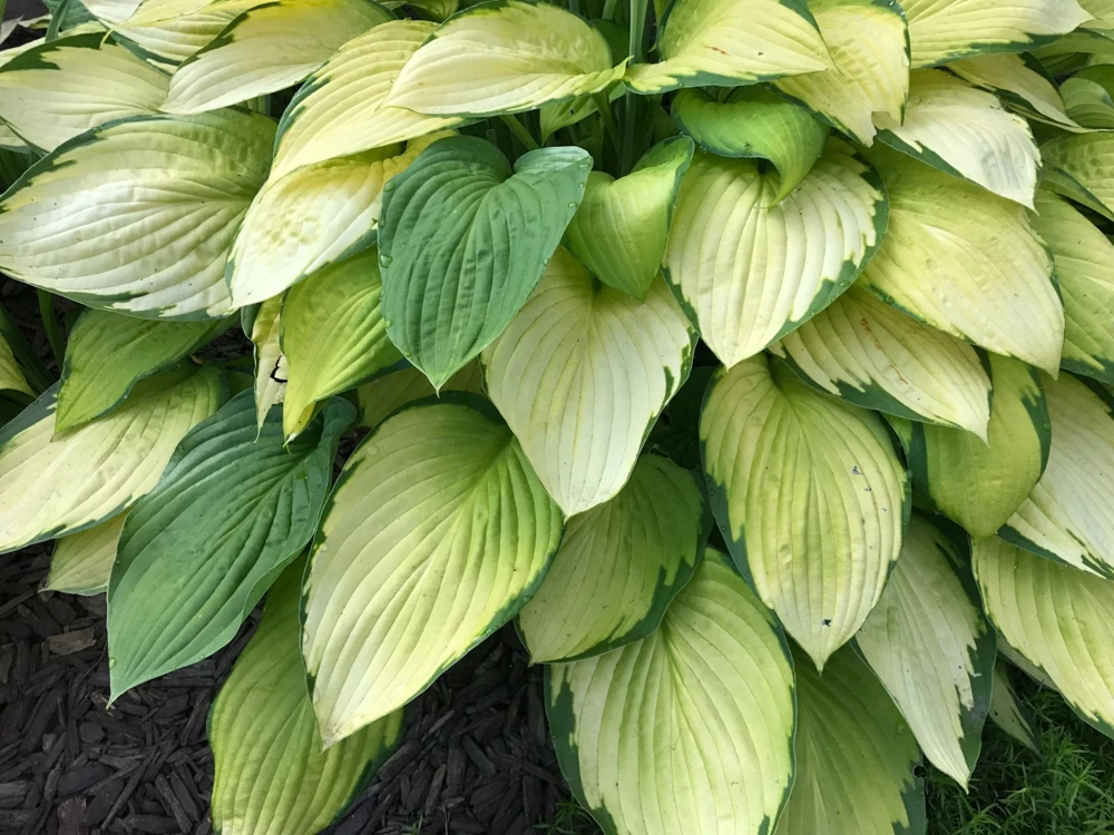 Perennial Hosta Bare Root Plants - Mixed 4 Varieties, 3-Year Old Roots, Outdoor Shade - Image 2